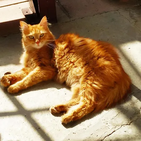 Double With A Garden View * リマソール